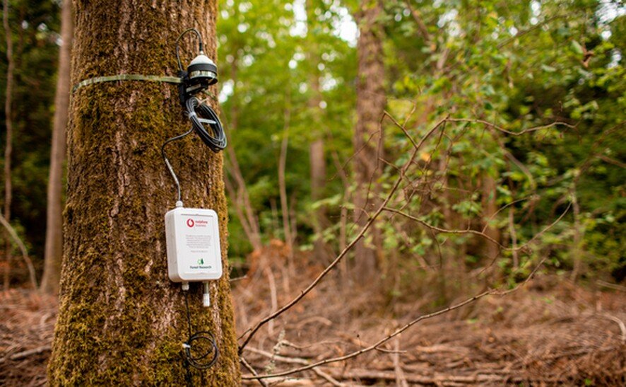 Antenas 5G para monitorizar el crecimiento en el bosque